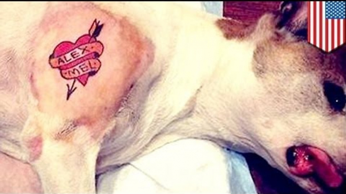 Man tattoos dog: Animal cruelty gets Brooklyn man nailed online