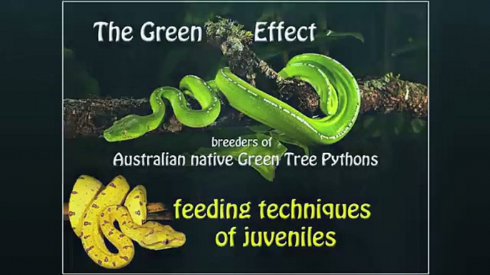 Feeding juvenile green tree pythons