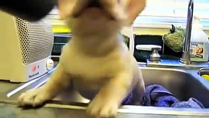 Bulldog,THE TOP 10 CUTEST FRENCH BULLDOG PUPPY VIDEOS OF ALL TIME Bulldog,Chanel Brittany