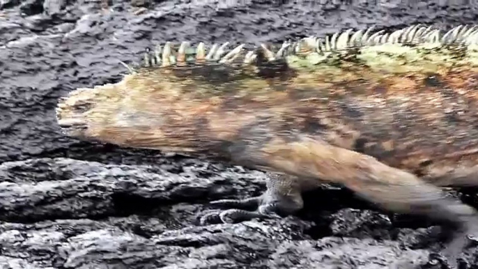 Marine Iguanas (Amblyrhynchus cristatus) in the Galapagos Islands