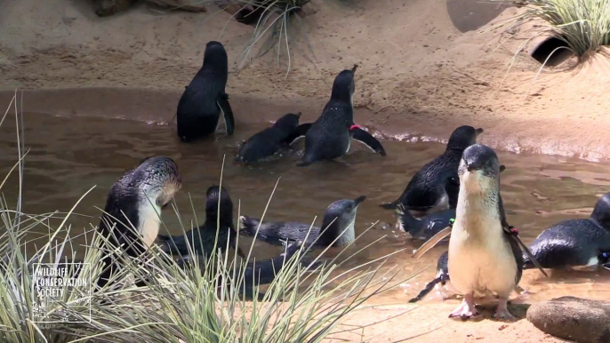 Les pingouins du Zoo du bronx sont trop mignon!