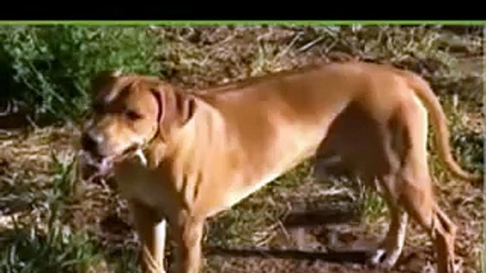 Rhodesian Ridgebacks dogs that hunt lions single handedly treeing them.