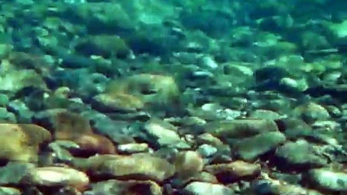 ayu & small fish in Choshi river,Mie,Japan 　－銚子川堰堤下－