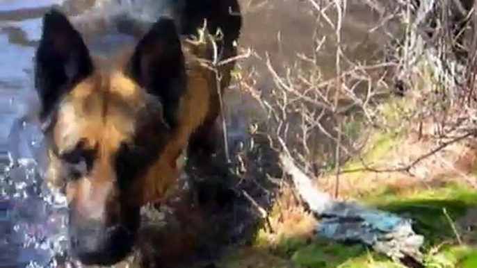 My Three Legged German Shepherd goes for a swim