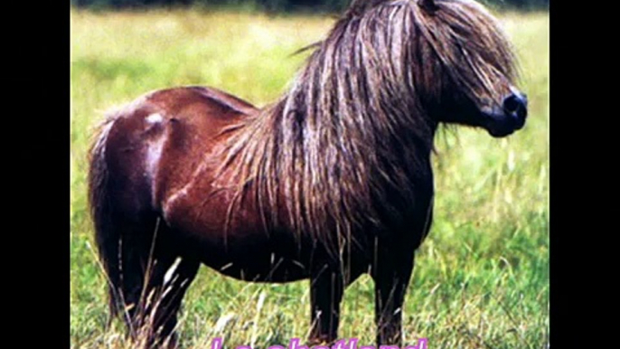 race de chevaux et poneys