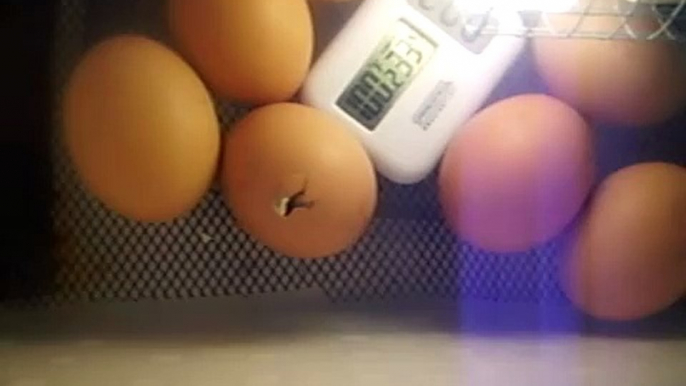 chicken hatching from my homemade incubator