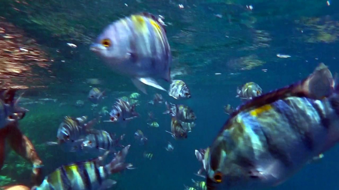 Snorkeling at Coraya bay, Marsa Alam, Iberotel Coraya beach