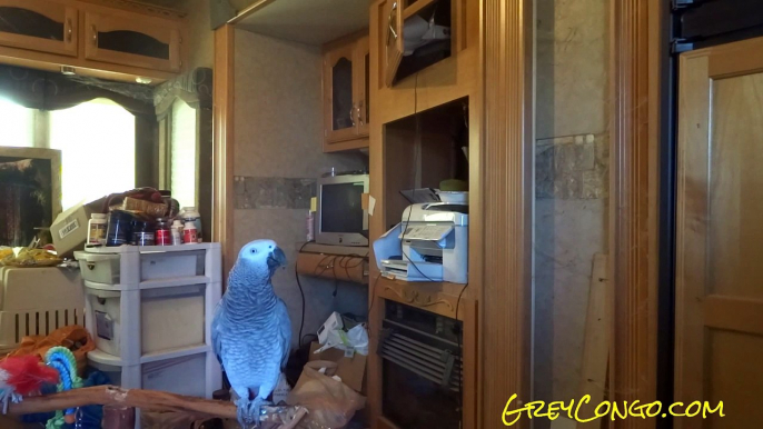 Bird Whistles Andy Griffith Theme TV Song ~ Whistling Grey Parrot "Grey Congo"