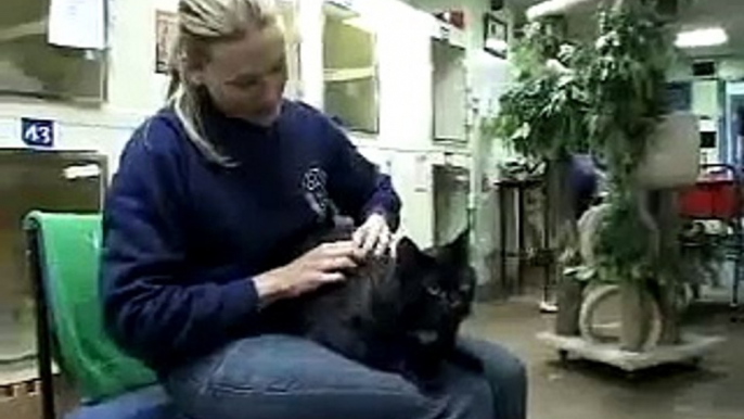 Cat Volunteer at Battersea Dogs and Cats Home