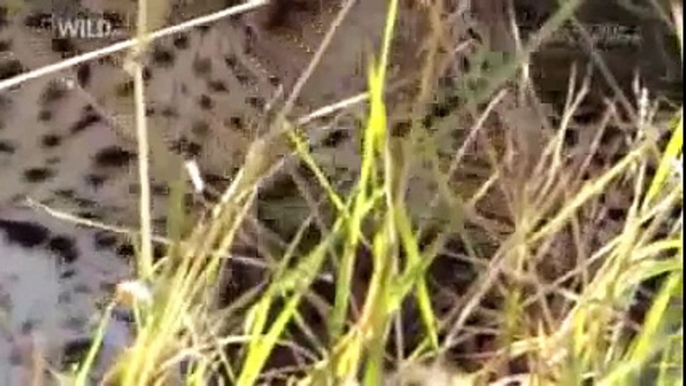 Discovery Channel Documentary | Discovery Channel Animals | Leopard Documentary #2015 HD