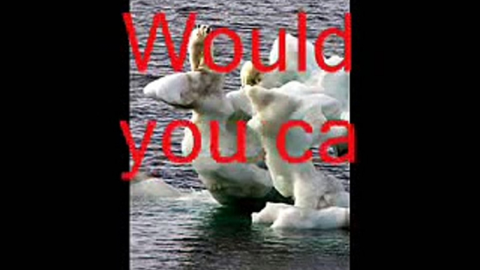If Polar Bears Were Humans