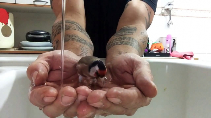 Un oiseau prend son bain dans les mains d'un homme : trop mignon