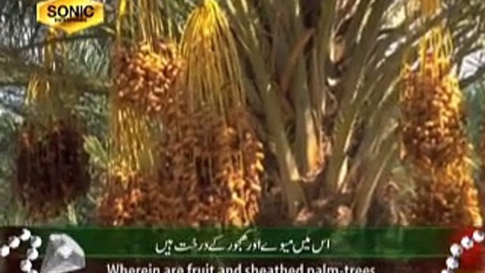 Surah Rehman Tilawat Quran Beautiful Recitation With urdu Translation