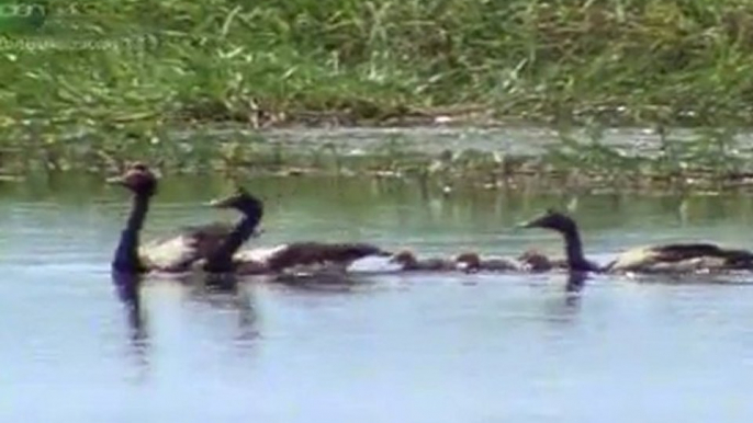 Birds Cycle Of Life