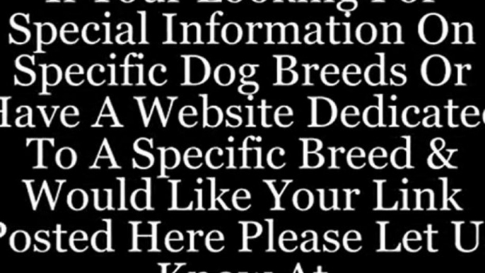 Animal rescue services; adoption agencies and animal groups (dogs and cats)