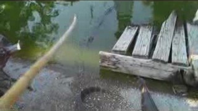 Snack Time for Alligators - Feeding Gators Treats