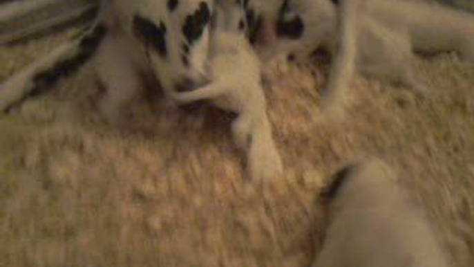 Chiots dalmatien de 16 jours