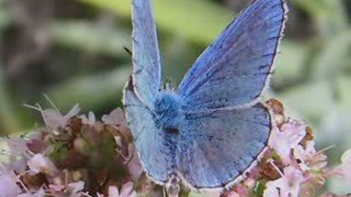 le jardin des papillons de Digne