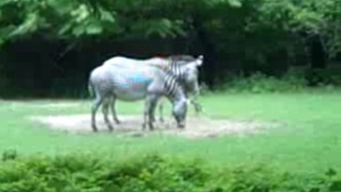 Look at the Beautiful Zebras!