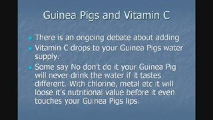 Caring For Guinea Pigs- Guinea Pigs and Vitamin C