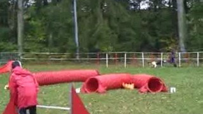 OPEN Concours agility sarreguemines Dixie Chanie Azur