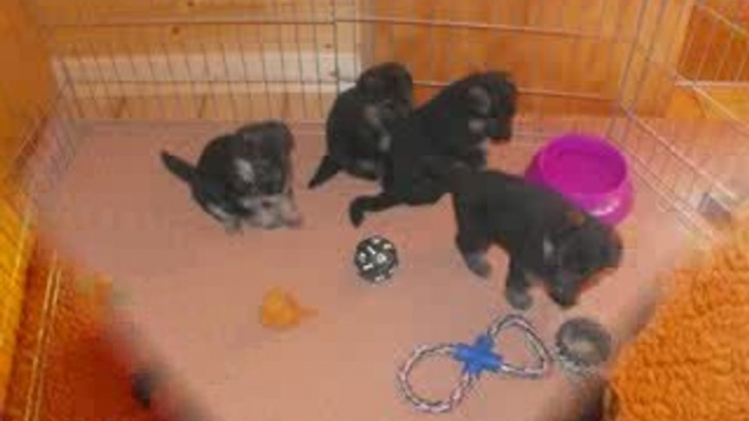 Les chiots d'Alaska ont 4 semaines.