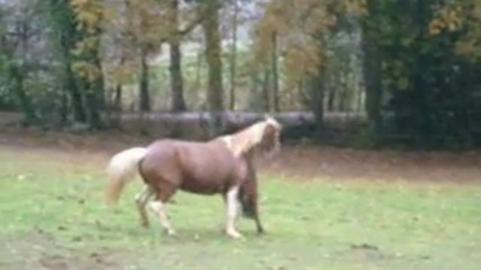 Poneys, shetlands... En Forme !!