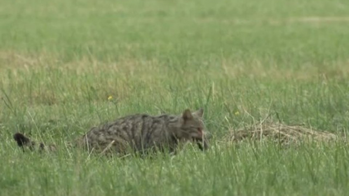 Chat forestier, renardeau, sanglier et chevreuil.