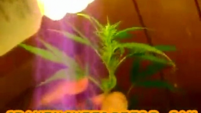 Closet Marijuana Grow :: part 11 :: :: indica :: Indoor ...