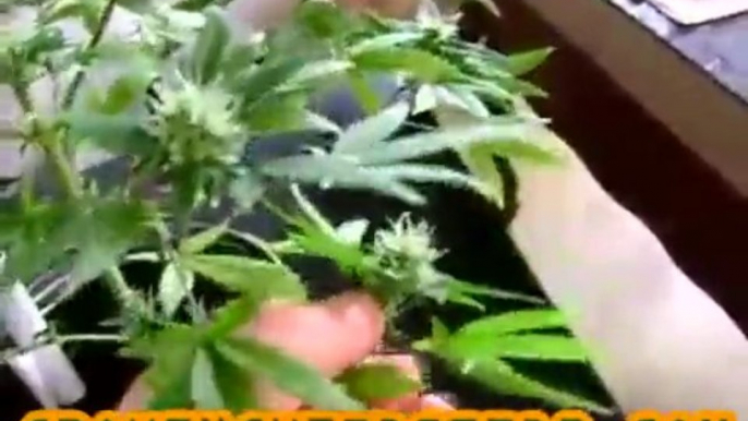 Closet Marijuana Grow :: part 15 :: :: indica :: Indoor ...