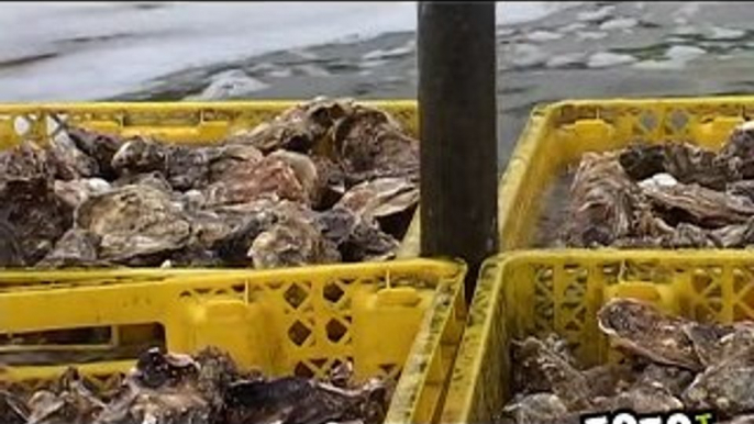 Mortalité des huîtres : les ostréiculteurs inquiets