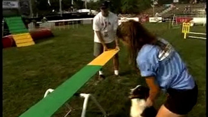 Dog Show: Training Your Dog for Agility Course