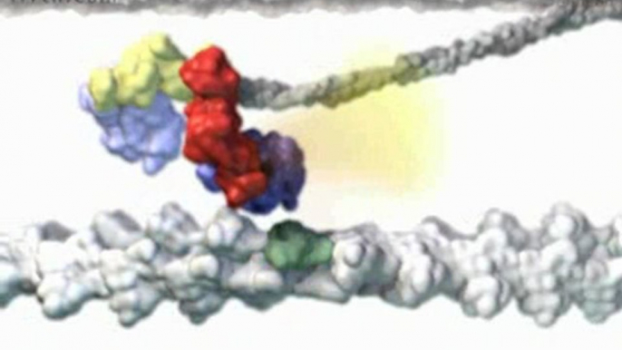 Miosina: Proteina motor (v.o. ingles)