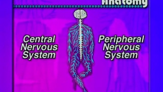 Anatomia del sistema nervioso (1) (v.o. ingles)