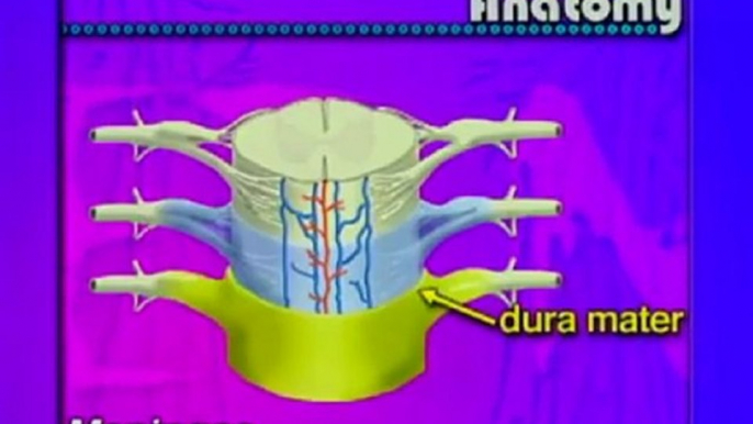 Anatomia del sistema nervioso central (2) (v.o. ingles)