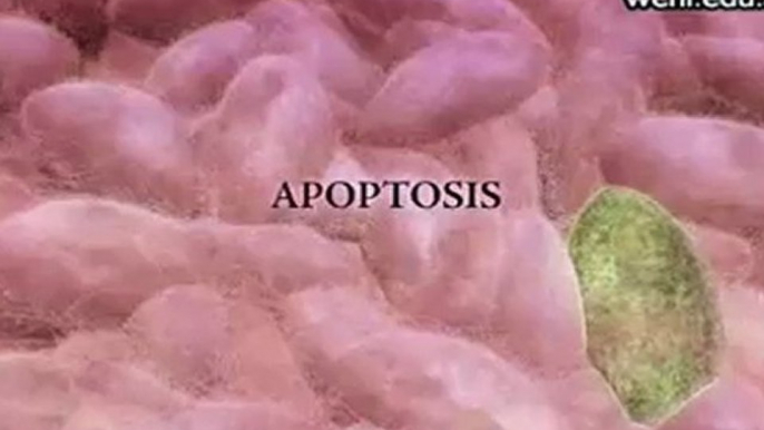 Apoptosis: Muerte celular programada (v.o. ingles)