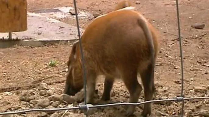 4 potamochères arrivent au Safari de Peaugres (Rhône-Alpes)