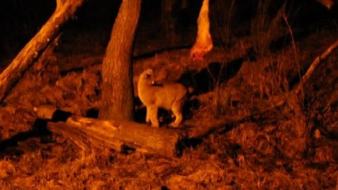 Luchs bei Nacht / am 08.04. Nachtwanderung zu den Tieren