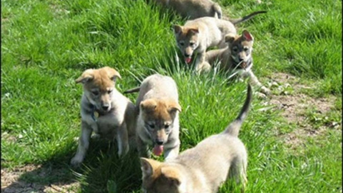 Chien loup Loup Tchécoslovaque