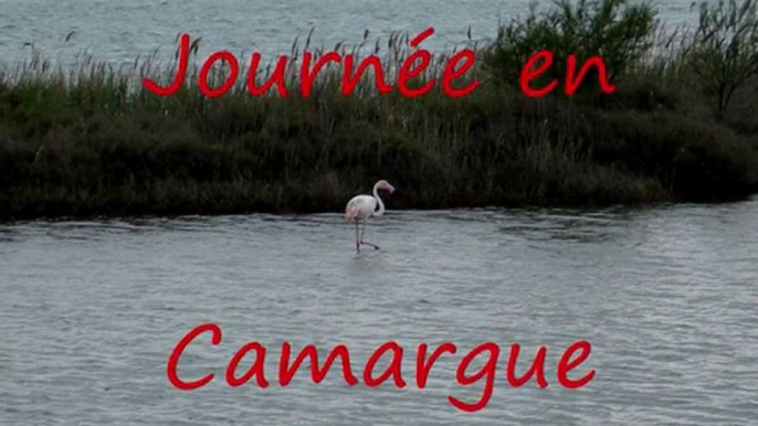 JOURNÉE CAMARGUE PAR LE COMITÉ DA ARLES