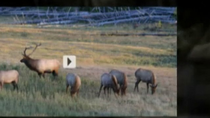 Free Elk Hunting Videos Watch Elk Hunting Videos Instantly