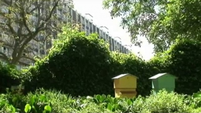 Abeilles en ville : à qui profite le miel ?