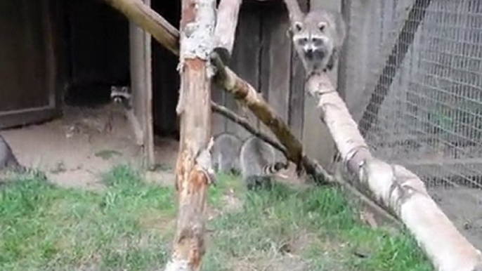 Waschbären im Wildgehege Hellenthal