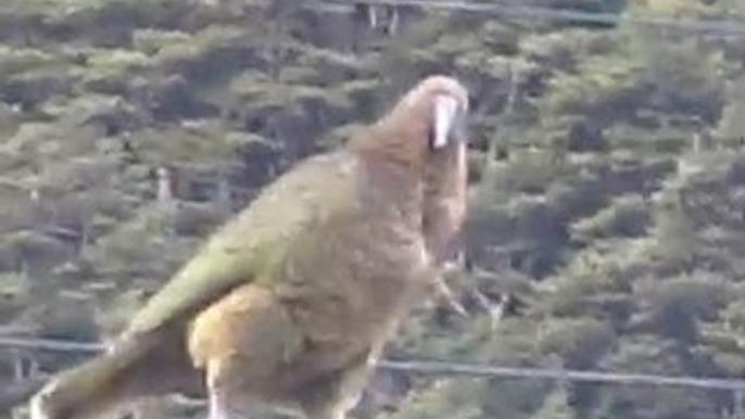 Kea