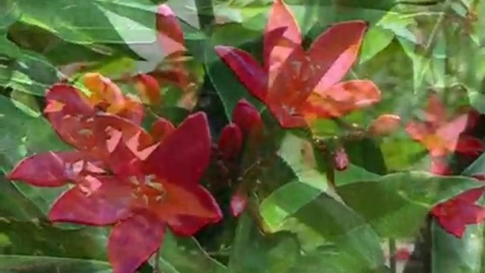 LES ANTILLES LA MARTINIQUE L'ILE AUX FLEURS