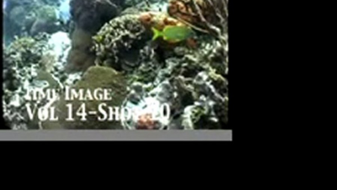 Marine Life 1 Stock Footage Vol 14 PublicDomainFootage.com