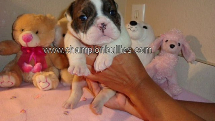 AKC English Bulldog Puppies For Sale – Bulldog Breeders