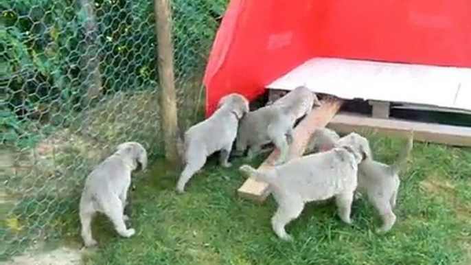 LES CHIOTS BRAQUE DE WEIMAR POIL LONG : 6ème semaine