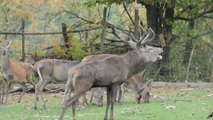 Laute des Rothirschs im Wildgehege Hellenthal