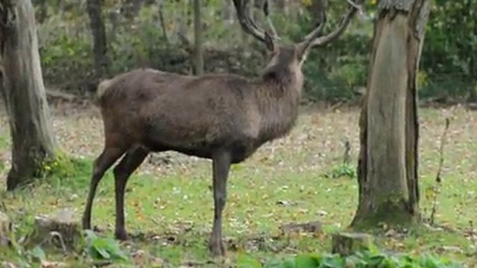 fressender Rothirsch im Wildgehege Hellenthal